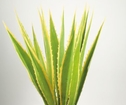 Agave kaktus